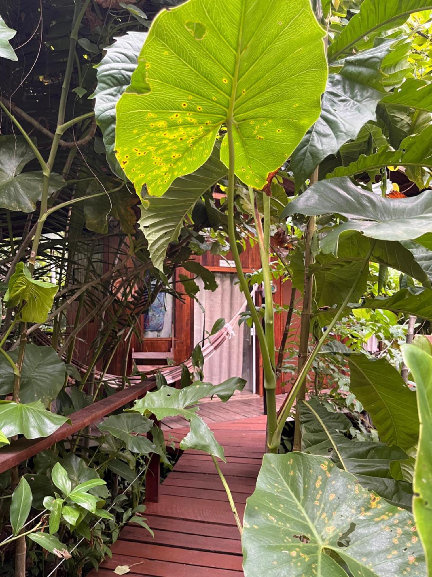 בלם Olaria River Hostel מראה חיצוני תמונה